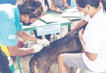 65,930 dogs vaccinated in Iloilo as anti-rabies campaign gains ground The Iloilo Provincial Government has allocated P9 million for the purchase of approximately 21,000 vials of rabies vaccines this year — enough to immunize 210,000 dogs across the province. Photo shows a para-veterinarian conducting an anti-rabies vaccination. PHOTO COURTESY OF PNA