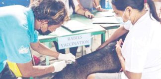The Iloilo Provincial Government has allocated P9 million for the purchase of approximately 21,000 vials of rabies vaccines this year — enough to immunize 210,000 dogs across the province. Photo shows a para-veterinarian conducting an anti-rabies vaccination. PHOTO COURTESY OF PNA