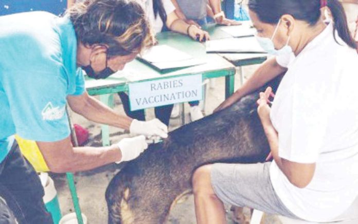 vax_pic_1_resized The Iloilo Provincial Government has allocated P9 million for the purchase of approximately 21,000 vials of rabies vaccines this year — enough to immunize 210,000 dogs across the province. Photo shows a para-veterinarian conducting an anti-rabies vaccination. PHOTO COURTESY OF PNA