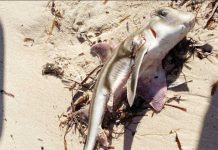 A dead Port Jackson shark is found on the beach in Port Vincent, South Australia. Large numbers of dead sharks and rays have been washing up on beaches after being exposed to a toxic algae. Cassie Price via Ozfish Unlimited