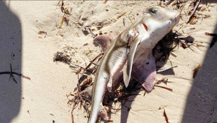 Australia-1 A dead Port Jackson shark is found on the beach in Port Vincent, South Australia. Large numbers of dead sharks and rays have been washing up on beaches after being exposed to a toxic algae. Cassie Price via Ozfish Unlimited