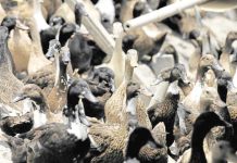 WV stays bird-flu free but Iloilo stepping up surveillance According to the Department of Agriculture, the H5N9 bird flu strain can spread quickly and cause severe conditions among birds, but it “poses low risk to humans” who are not repeatedly exposed to the virus for long periods.