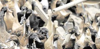 According to the Department of Agriculture, the H5N9 bird flu strain can spread quickly and cause severe conditions among birds, but it “poses low risk to humans” who are not repeatedly exposed to the virus for long periods.