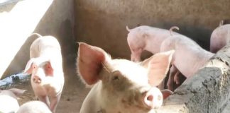 The controlled vaccination of hogs is ongoing and the results were favorable in areas where vaccination was made available, the Agriculture Department says.