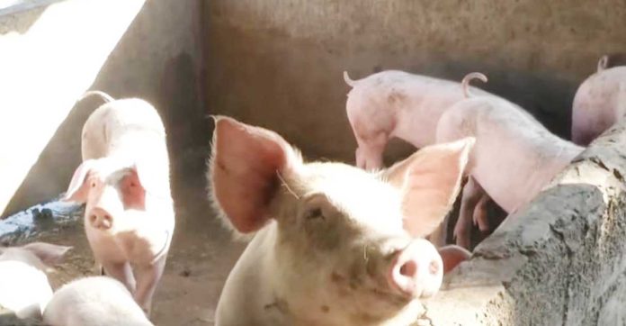 DA-asf The controlled vaccination of hogs is ongoing and the results were favorable in areas where vaccination was made available, the Agriculture Department says.