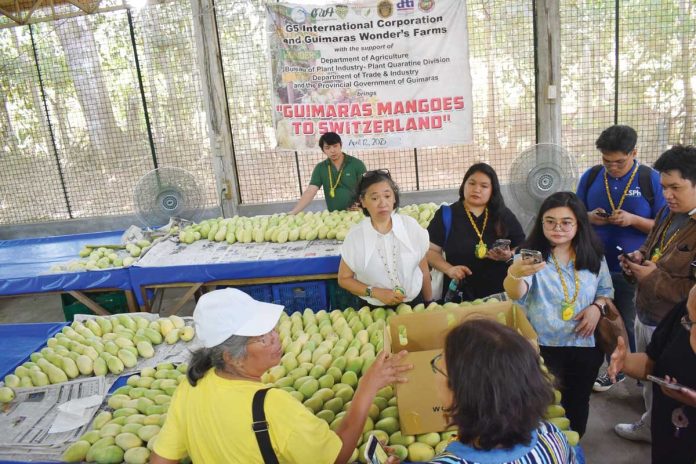 DTI-usec-guimaras-1 Department of Trade and Industry Undersecretary Mary Jean Pacheco visits Guimaras on May 1, 2025 as part of a joint initiative to enhance the province’s mango supply chain. DTI-GUIMARAS PHOTO
