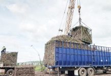 Mechanically harvested sugarcane is being loaded into a cane truck for transport to a sugar mill in Kabankalan City, Negros Occidental in this photo taken in February 2025. PNA BACOLOD FILE PHOTO