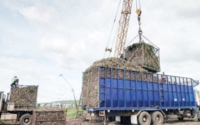 SRA_sugar_production_1_resized Mechanically harvested sugarcane is being loaded into a cane truck for transport to a sugar mill in Kabankalan City, Negros Occidental in this photo taken in February 2025. PNA BACOLOD FILE PHOTO