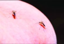 Malaria parasites, which kill nearly 600,000 people a year, mostly children, are spread by female mosquitoes when they drink blood. GETTY IMAGES