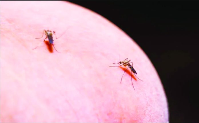 US_copy_resized Malaria parasites, which kill nearly 600,000 people a year, mostly children, are spread by female mosquitoes when they drink blood. GETTY IMAGES