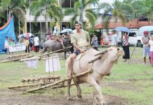Purok 1 wins carabao carroza race in Pavia’s 53rd Carabao Carroza Festival Hernani Deriada of Barangay Purok 1, Pavia, Iloilo was declared champion in the Carabao Carroza Race of the 53rd Carabao Carroza Festival on May 3, 2025. AJ PALCULLO PHOTO