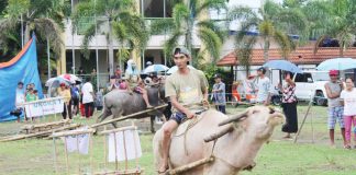 Hernani Deriada of Barangay Purok 1, Pavia, Iloilo was declared champion in the Carabao Carroza Race of the 53rd Carabao Carroza Festival on May 3, 2025. AJ PALCULLO PHOTO