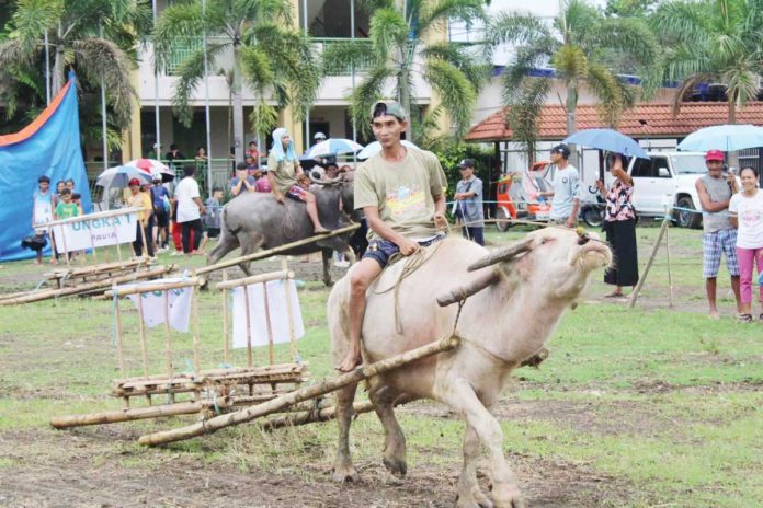 Hernani Deriada of Barangay Purok 1, Pavia, Iloilo was declared champion in the Carabao Carroza Race of the 53rd Carabao Carroza Festival on May 3, 2025. AJ PALCULLO PHOTO