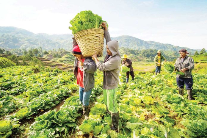 food_security_1_resized The Asian Development Bank says it will invest in improving soil quality to help protect agricultural produce from the effects of climate change and pollution. PHOTO COURTESY OF THE DEPARTMENT OF AGRICULTURE