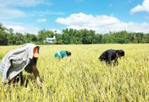 Agriculture personnel inspect rice crops in Western Visayas for signs of pest damage amid a surge in infestations threatening yields across the region. Western Visayas, known for its vast rice lands, supplies a significant portion of the nation’s rice. PHOTO FROM REGIONAL CROP PROTECTION CENTER - WESTERN VISAYAS