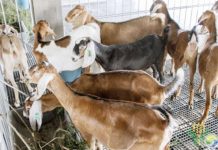 Philippines plans to improve livestock, poultry import rules Dairy goats in Western Visayas came second to cattle in inventory. In January this year, the Department of Agriculture approved the importation of 1,520 breeder goats and 4,310 sheep to restock and upgrade local herds, primarily in Mindanao. DEPARTMENT OF AGRICULTURE PHOTO