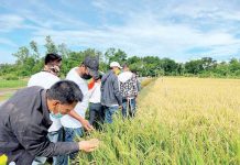 The Department of Agriculture is seriously studying the legal avenues to implement the floor price for palay before the next harvest season. PHOTO COURTESY OF PNA