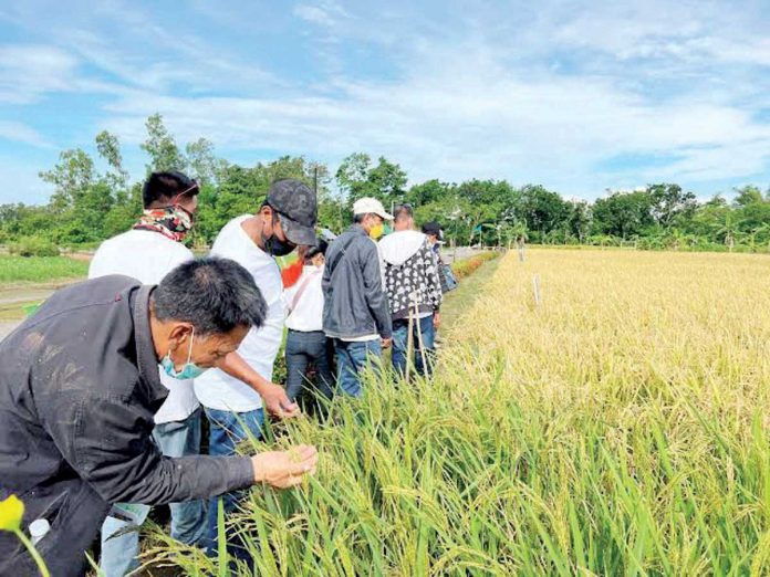 palay_floor_price_resized The Department of Agriculture is seriously studying the legal avenues to implement the floor price for palay before the next harvest season. PHOTO COURTESY OF PNA