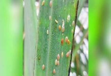 Photo shows the red-striped soft scale insects (RSSI) in sugarcane. Six areas in northern Negros Occidental are closely being watched after sugarcane farms reported an infestation of RSSI. SRA PHOTO
