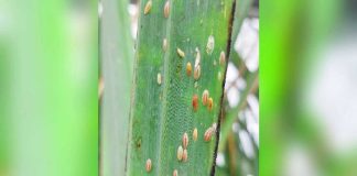 Photo shows the red-striped soft scale insects (RSSI) in sugarcane. Six areas in northern Negros Occidental are closely being watched after sugarcane farms reported an infestation of RSSI. SRA PHOTO