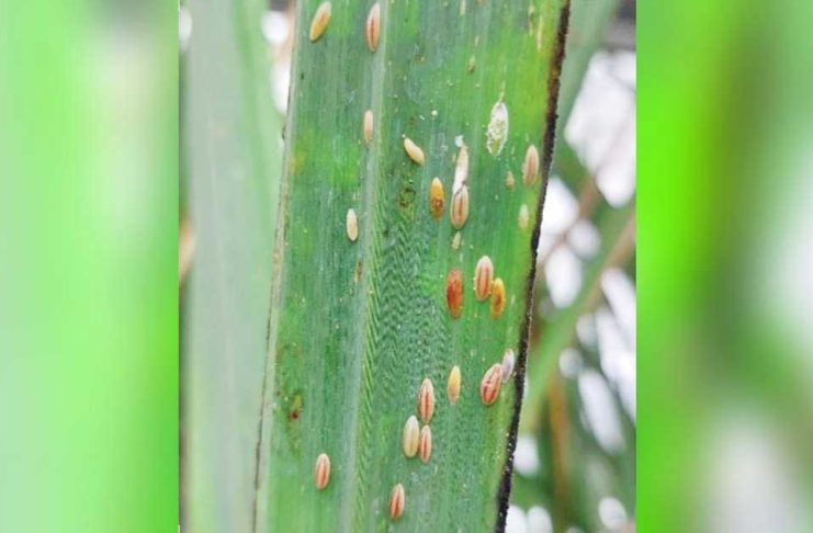 Photo shows the red-striped soft scale insects (RSSI) in sugarcane. Six areas in northern Negros Occidental are closely being watched after sugarcane farms reported an infestation of RSSI. SRA PHOTO