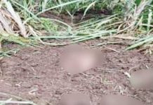 Two men from Bacolod City were found dead and partially buried in the middle of a sugarcane field in Hacienda San Roque, Barangay Cubay, La Carlota City, Negros Occidental on May 4, 2025. K5 NEWS FM KABANKALAN/LA CARLOTA CITY POLICE STATION PHOTO