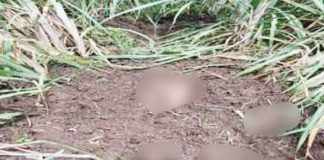 Two men from Bacolod City were found dead and partially buried in the middle of a sugarcane field in Hacienda San Roque, Barangay Cubay, La Carlota City, Negros Occidental on May 4, 2025. K5 NEWS FM KABANKALAN/LA CARLOTA CITY POLICE STATION PHOTO
