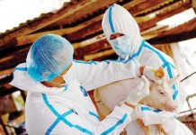 DA sees ASF vaccine released by Q3 2025 The Department of Agriculture in August 2024 inoculated pigs in Lobo, Batangas — a municipality with one of the highest cases of African Swine Fever (ASF). The inoculation was part of the controlled trial of Vietnam-made ASF vaccine. DEPARTMENT OF AGRICULTURE PHOTO