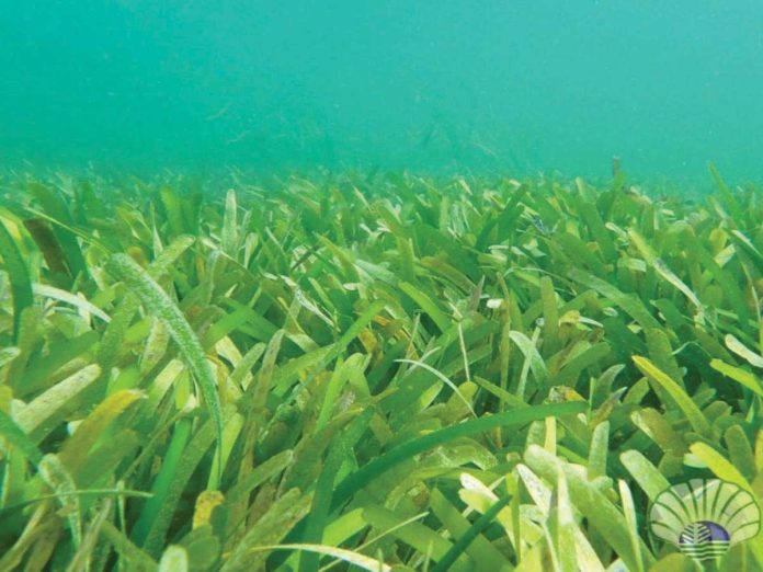 Capiz_seagrass1_copy_resized Over 160 hectares of seagrass have been discovered during a diving activity at Tucad Reef in Pilar, Capiz. DENR-CAPIZ PHOTO