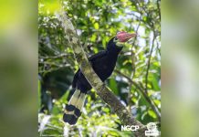 The Rufous‑headed Hornbill, or the Dulungan as it is known locally, is the provincial bird of the Province of Antique. With its colorful beak, strong wings, and the amazing trait of being monogamous and building a family. PHOTO FROM DISCOVER ANTIQUE PHILIPPINES FACEBOOK PAGE