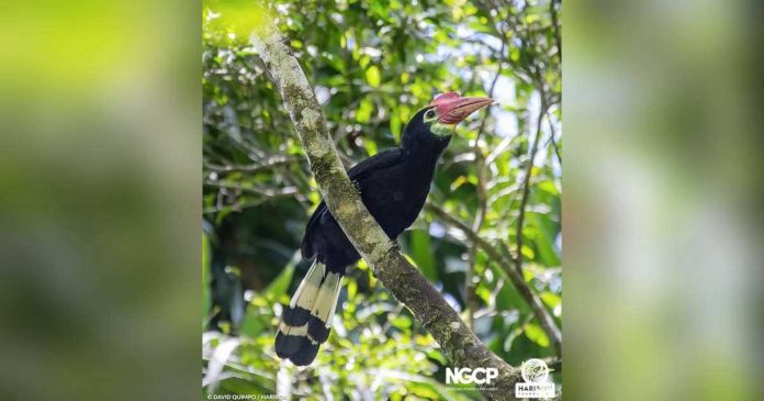 Photo-by-David-Quimpo-Haribon-Foundation1 The Rufous‑headed Hornbill, or the Dulungan as it is known locally, is the provincial bird of the Province of Antique. With its colorful beak, strong wings, and the amazing trait of being monogamous and building a family. PHOTO FROM DISCOVER ANTIQUE PHILIPPINES FACEBOOK PAGE