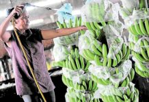 Philippine agricultural trade deficit narrows in April The Philippine Statistics Authority says agricultural exports climbed by 8.7 percent to $743.22 million in April 2025. Photo shows a woman washing bananas as they process it for packaging at the private company’s banana plantation in Tagum City, Davao Del Norte. ANDREW TADALAN / PDI PHOTO