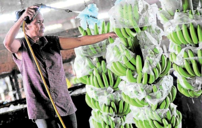 The Philippine Statistics Authority says agricultural exports climbed by 8.7 percent to $743.22 million in April 2025. Photo shows a woman washing bananas as they process it for packaging at the private company’s banana plantation in Tagum City, Davao Del Norte. ANDREW TADALAN / PDI PHOTO