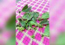 Antique upland farmers expand market in Iloilo City This organic coffee is produced in the upland barangays of Valderrama, Antique. Valderrama Municipal Agriculture Officer Jonessa Grace Gargueña said on Thursday, June 26, 2025, that the farmers in the upland barangays of Culyat and Cananghan market their products to coffee shops in Iloilo City. DTI-ANTIQUE PHOTO