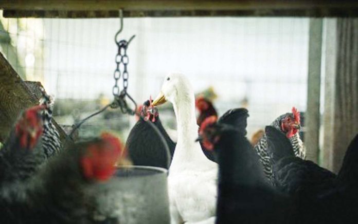 The Department of Agriculture lifts its temporary ban on the importation of domestic and wild birds, including poultry products, from the Netherlands. FILE PHOTO COURTESY OF ANADOLU