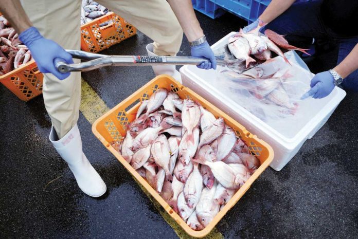 fish_import_permits_resized Local staff encase the sample fish to a cold box for a team of experts from the International Atomic Energy Agency with scientists from China, South Korea and Canada at Hisanohama Port, in 2023 in Iwaki, northeastern Japan. EUGENE HOSHIKO/POOL VIA REUTERS/FILE PHOTO