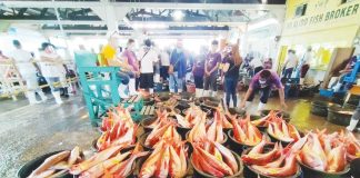 BUCKETS OF BOUNTY. Freshly caught fish await auction at the Iloilo Fish Port Complex in Iloilo City — a vivid reminder of Western Visayas’ impressive 117% fish sufficiency rate. But fisheries officials warn: without stronger protection of marine habitats, this abundance may not last. The Iloilo Fish Port Complex is a major center for fish trading and marine product processing in the region. PN PHOTO
