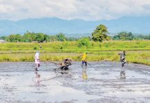 FARMERS ALERTED: Wet season brings risk of rice pests and bacterial outbreaks As the wet cropping season begins, the Department of Agriculture in Region 6 is calling on rice farmers to properly prepare their farmlands and shift to high-quality seeds to maximize yields and recover from the agricultural losses brought by last year’s El Niño and La Niña episodes. PN PHOTO