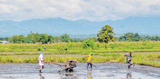 As the wet cropping season begins, the Department of Agriculture in Region 6 is calling on rice farmers to properly prepare their farmlands and shift to high-quality seeds to maximize yields and recover from the agricultural losses brought by last year’s El Niño and La Niña episodes. PN PHOTO