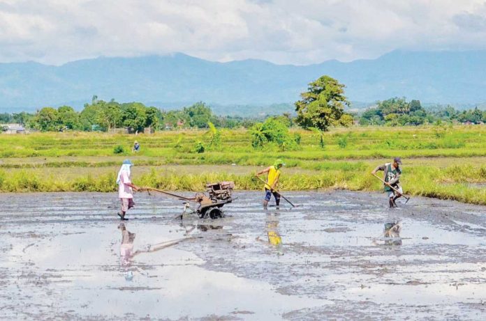 As the wet cropping season begins, the Department of Agriculture in Region 6 is calling on rice farmers to properly prepare their farmlands and shift to high-quality seeds to maximize yields and recover from the agricultural losses brought by last year’s El Niño and La Niña episodes. PN PHOTO