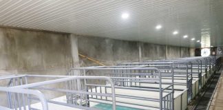 This newly constructed tunnel-ventilated hog housing under the Department of Agriculture Region 6’s ₱13-million swine recovery project is set to jumpstart local hog production and restore livelihoods of African Swine Fever-affected farmers in the municipality of Libacao, Aklan. PHOTO FROM DA-6