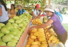 Mangoes from the Philippines are headed for Italian tables. PANAY NEWS FILE PHOTO