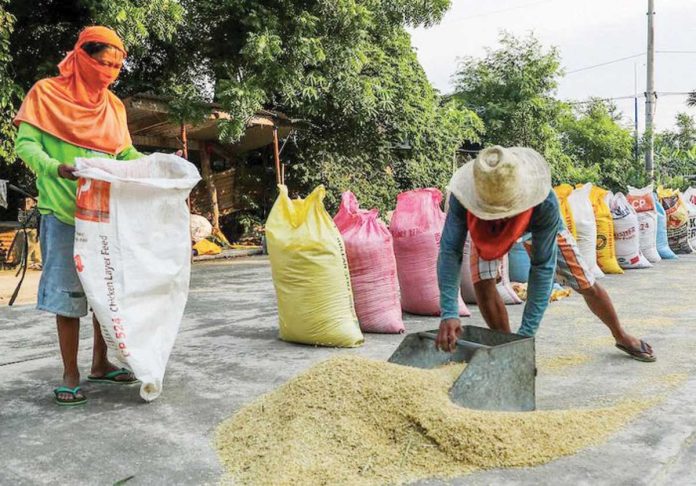 palay_buying_price_resized The Department of Agriculture will possibly implement the “floor price” for palay before the end of the year. ABS-CBN NEWS FILE PHOTO