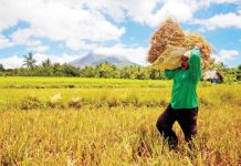 The National Food Authority is mulling to limit its purchase of palay from farmers to 100 bags per planting season so that more farmers could benefit. DANNY PATA FILE PHOTO