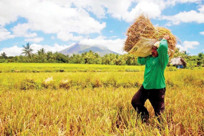 palay_purchase_resized The National Food Authority is mulling to limit its purchase of palay from farmers to 100 bags per planting season so that more farmers could benefit. DANNY PATA FILE PHOTO
