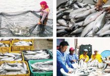 The Southeast Asian Fisheries Development Center/Aquaculture Department harvests 2.7 tons of milkfish in Dumangas Brackishwater Station in Iloilo. NYRA ARMADA PHOTO