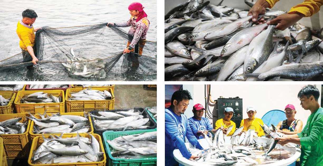 SEAFDEC/AQD nets 2.7 tons of milkfish after 106 days of culture
