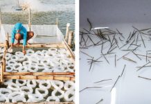 600K tiger shrimp larvae stocked in SEAFDEC/AQD ponds The Southeast Asian Fisheries and Development Center harvests 600,000 high-quality shrimp postlarvae at its biosecure hatchery in Tigbauan, Iloilo. PHOTO BY NYRA ARMADA