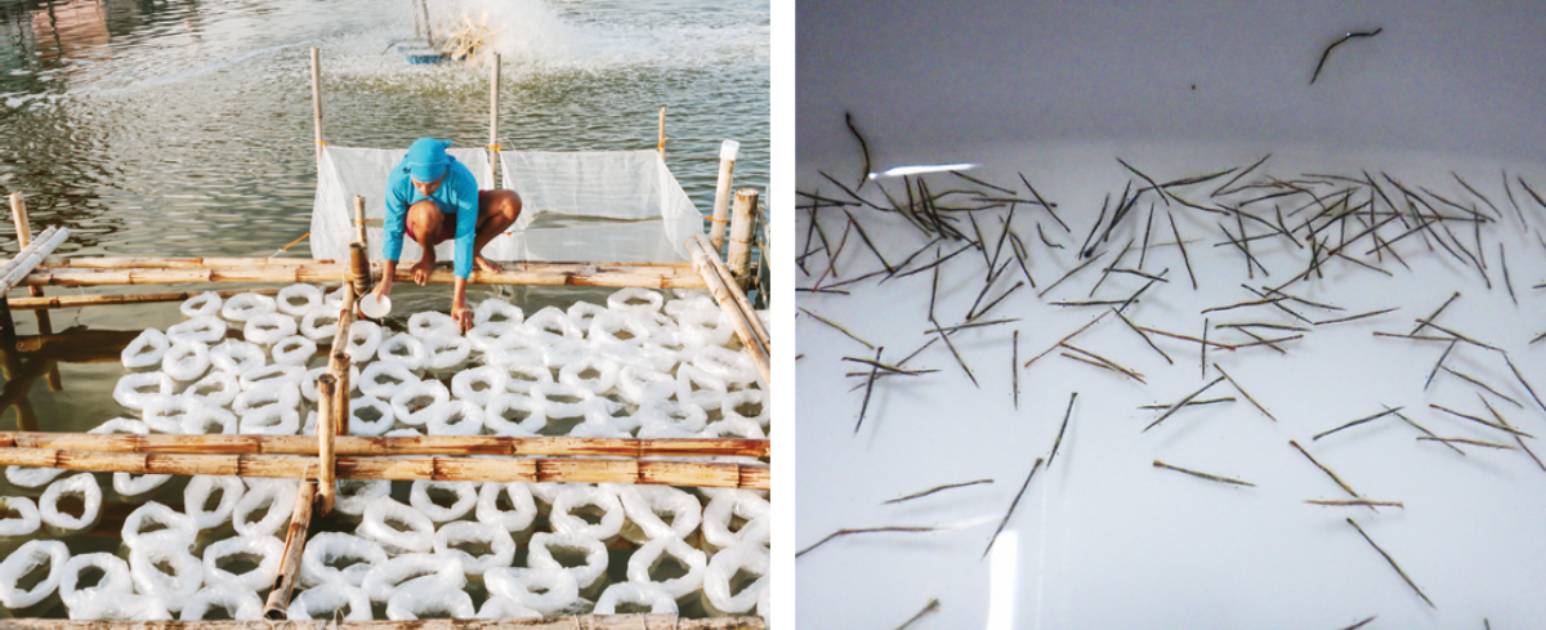 600K tiger shrimp larvae stocked in SEAFDEC/AQD ponds