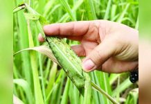 Red-striped soft scale insect infestation has so far affected 1,490 hectares of sugarcane fields in Negros Occidental. PHILSURIN PHOTO